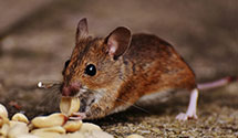 24 Hour & Emergency Exterminators in Grampian Hls, PA